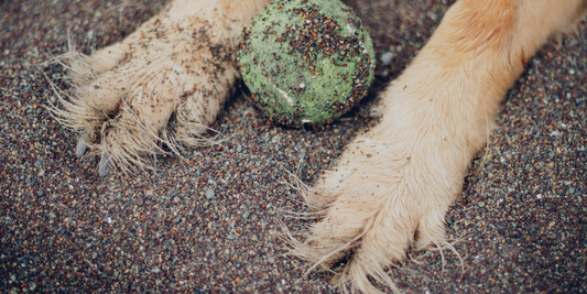 Waarom je de poten van je hond moet schoonmaken na elke wandeling